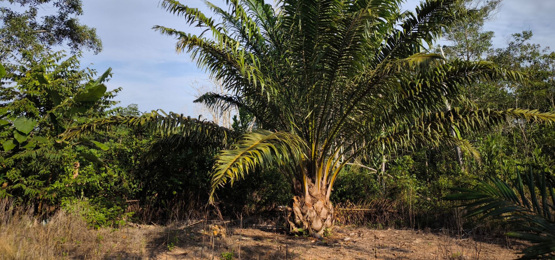 VEGOILS Palm oil falls for second day on weaker crude, soyoil